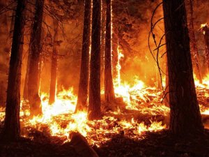 Burning trees and brush in the 2013 Rim Fire, which burned more than 1000 square kilometers in California's Stanislaus National Forest. The Rim Fire was the largest ever recorded for the Sierra Nevada mountain range. (Credit: Mike McMillan, USFS , CC BY-NC 2.0)