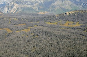 Nearly every mature spruce tree has been killed by spruce beetle in this area of the Rio Grande National Forest in southwest Colorado. (Credit: U.S. Forest Service; photo: Brian Howell)
