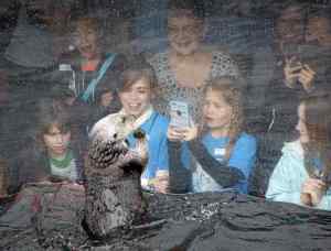 Monterey Bay Aquarium visitors enjoy the sea otter exhibit during the 1:30 feeding at the Monterey Bay Aquarium on Friday. (Vern Fisher - Monterey Herald)